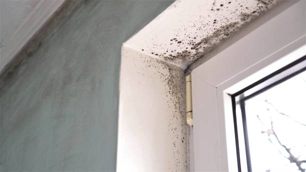 Best Attic Mold Removal  in Needville, TX