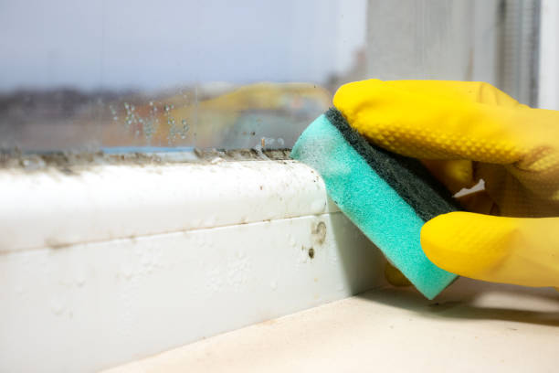 Attic Mold Removal in Needville, TX