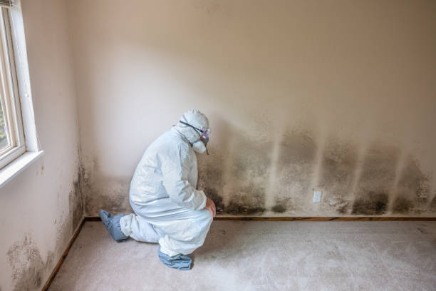 Best Mold Cleaning Services  in Needville, TX