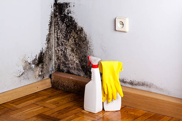 Best Fast Mold Removal  in Needville, TX