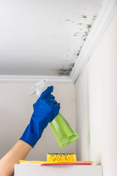 Home Mold Removal in Needville, TX